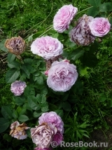 Lavender Ice Lavender Ice