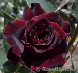 Black Baccara Black Baccara