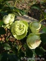 Lovely Green ® Lovely Green ®