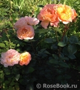 Rosemary Harkness Rosemary Harkness
