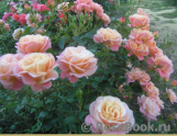Rose Cubana