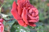 Terracotta ® Terracotta ®