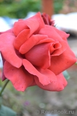 Terracotta ® Terracotta ®