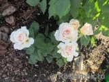 Chandos Beauty Chandos Beauty