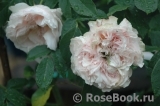 Claire Rose Claire Rose