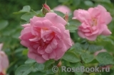 Marie-Victorin Marie-Victorin