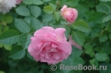 Marie-Victorin Marie-Victorin