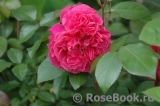 Ivor's Rose Ivor's Rose