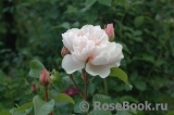 Generous Gardener, The Generous Gardener, The