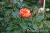 Gartenspass ® Gartenspass ®