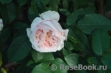 Claire Rose Claire Rose
