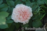 Rose de Tolbiac ® Rose de Tolbiac ®