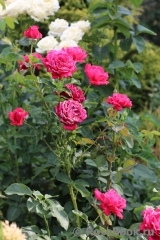 Dame de Coeur Dame de Coeur