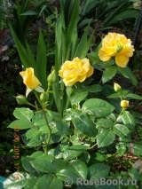 Bernstein-Rose Bernstein-Rose