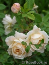Crocus Rose® Crocus Rose®