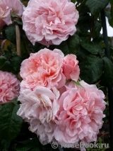 Rose de Tolbiac ® Rose de Tolbiac ®
