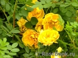 Persian Yellow Persian Yellow