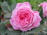 Rosengräfin Marie Henriette Rosengräfin Marie Henriette