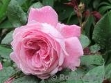 Rosengräfin Marie Henriette Rosengräfin Marie Henriette
