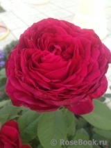 Rose des 4 Vents Rose des 4 Vents