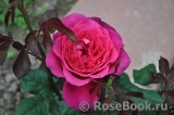 Johann Wolfgang von Goethe Rose® Johann Wolfgang von Goethe Rose®