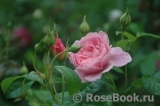 Strawberry Hill Strawberry Hill