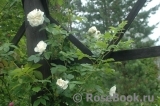 Colonial White Colonial White
