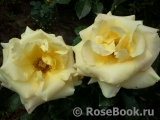 Wainwright Rose, The Wainwright Rose, The