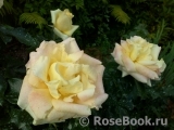 Wainwright Rose, The Wainwright Rose, The