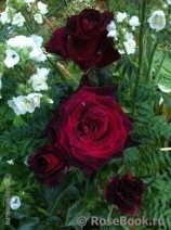 Black Baccara Black Baccara
