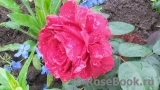 Rose des 4 Vents Rose des 4 Vents