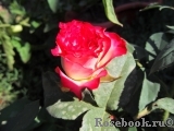 Spanish Dancer