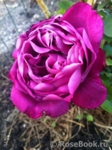 Violette Parfumee Violette Parfumee