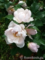 Generous Gardener, The Generous Gardener, The