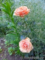 Ashram Ashram