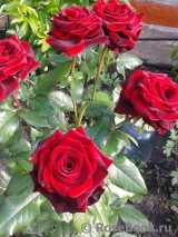 Black Baccara Black Baccara