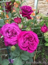 Parfum de Reve Parfum de Reve