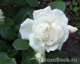 White Meidiland White Meidiland