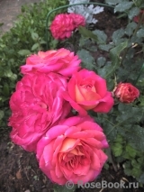 Midsummer Midsummer