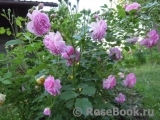 Lavender Lassie Lavender Lassie