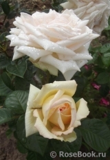 Madame Anisette ® Madame Anisette ®