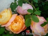 Lady of Shalott Lady of Shalott