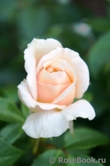 Lions Rose Lions Rose