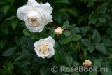 Crocus Rose® Crocus Rose®
