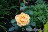 Goldelse Goldelse