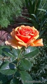 Ashram Ashram