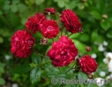Starlet®-Rose Lola® Starlet®-Rose Lola®