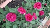 Darcey Bussell Darcey Bussell