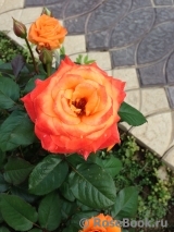 Orange Senta Orange Senta