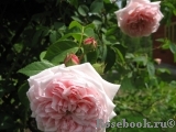 Claire Rose Claire Rose